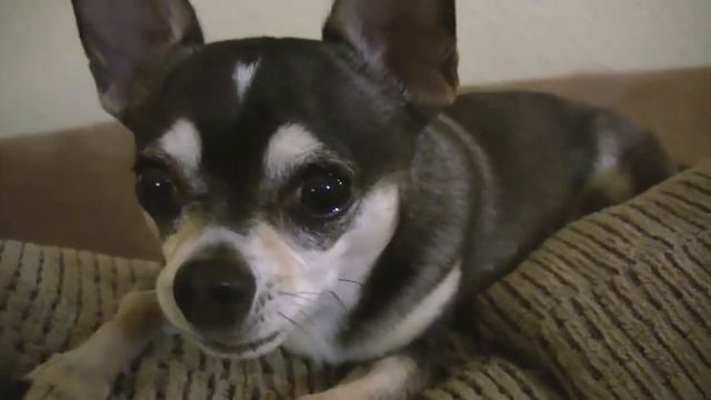 Talking Dog says I Love You, Smartest Talking Chihuahua, Hilarious Dog Video, funny chihuahua смотреть онлайн