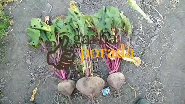 когда нужно собирать урожай (свекла и морковь) смотреть онлайн