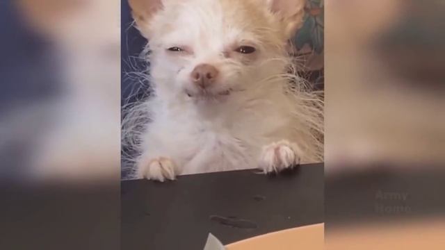 вам посылка, Незадачливый ГАИшник, Первая любовь смотреть онлайн