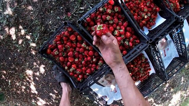 РЕКОРД!!! Собрано 95.5 кг клубники! Цена падает, перекупщики смотреть онлайн