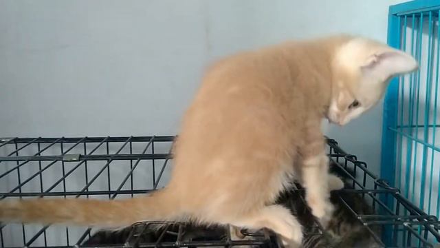 munchkin ns jantan (genneta line bambino x bengal) смотреть онлайн