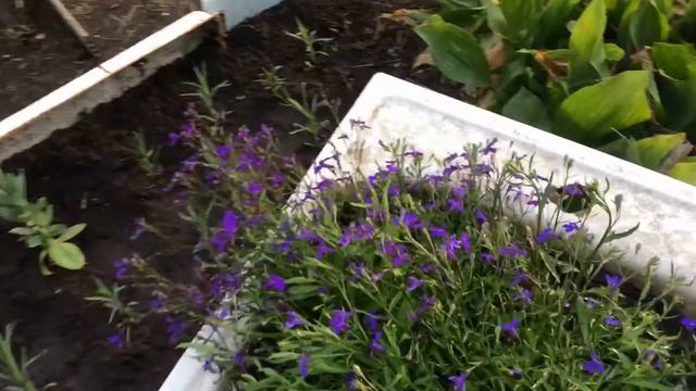 Все в цветах