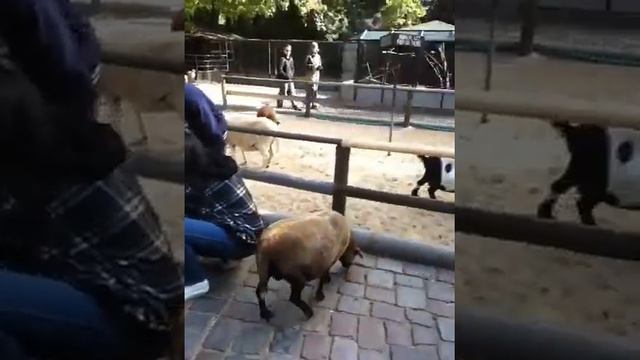 Детский зоопарк смотреть онлайн