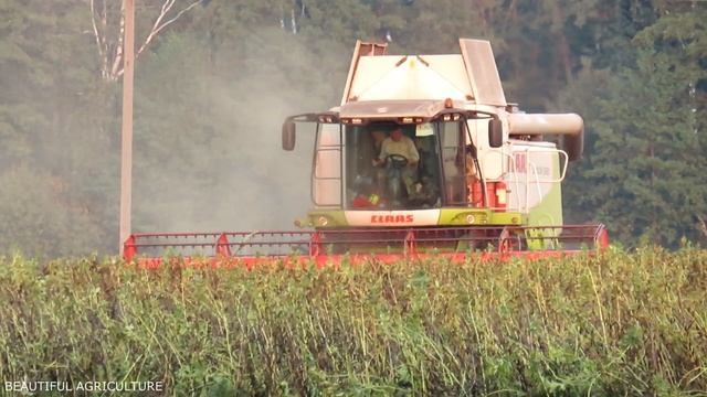 [Уборка бобов] 2x CLAAS Lexion 560, 580 смотреть онлайн