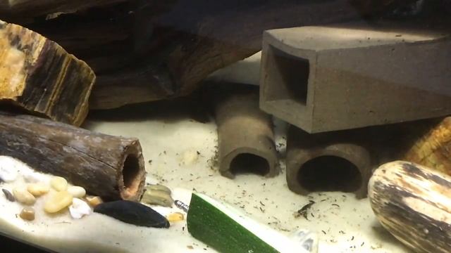 L397 Plecos in the Fish Room смотреть онлайн