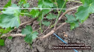 ?  А как это делаешь ты? На кольцо или на пенек? Как правильно обрезать лозу винограда?