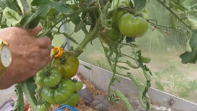 ТОмат Болото. Самый вкусный помидор смотреть онлайн