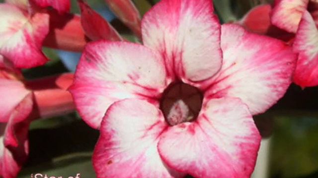 Adenium - 1 смотреть онлайн