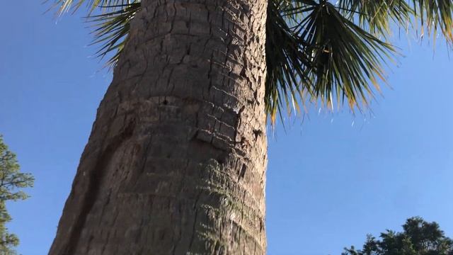 Palm Review: Sabal Palmetto