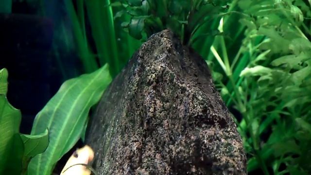 Гиринохейлус или китайский водорослеед (Gyrinocheilus aymonieri) смотреть онлайн
