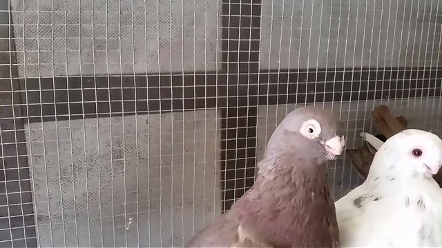 Aрмавирские Kороткоклювые Голуби в Германии (Александер Зоммерфельд , Кассель/Kassel, Германия )