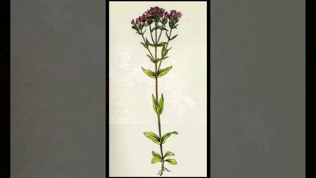 ЛЕКАРСТВЕННОЕ РАСТЕНИЕ Золототысячник #shorts. смотреть онлайн