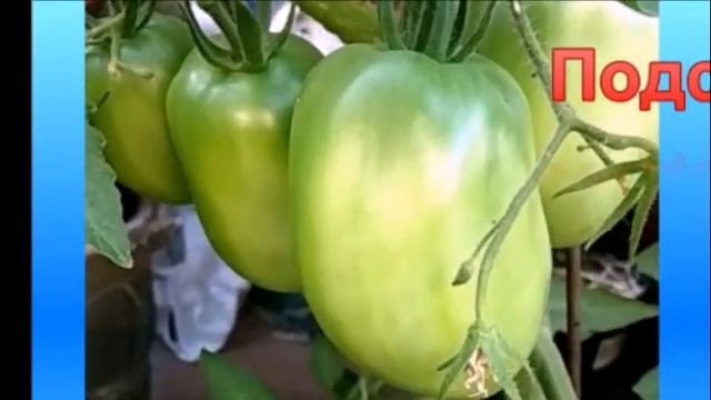 Сорт "Подсинское чудо" - с безупречным вкусом, но есть и маленькая проблемка смотреть онлайн