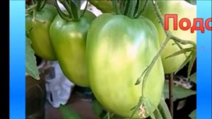 Сорт "Подсинское чудо" - с безупречным вкусом, но есть и маленькая проблемка