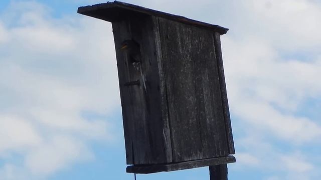 Наши шумные, но полезные соседи (про скворца) смотреть онлайн