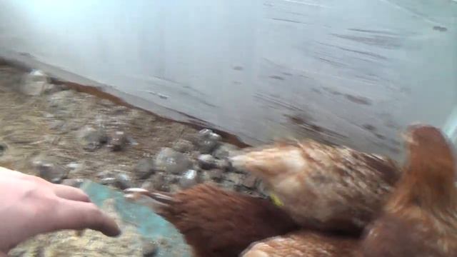 КУПИЛ ЦЫПЛЯТ НА ЯЙЦО смотреть онлайн