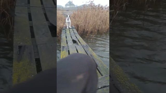 Питбуль щенок 6 месяцев смотреть онлайн