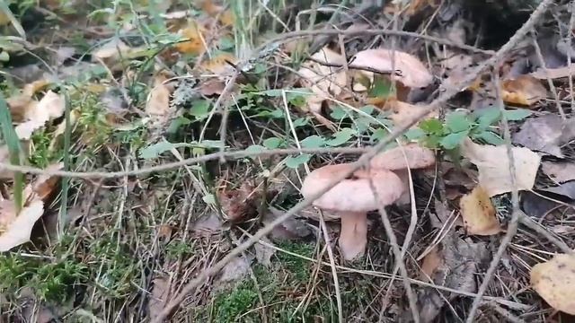 เห็ด Karvarousku Lactarius torminosus смотреть онлайн