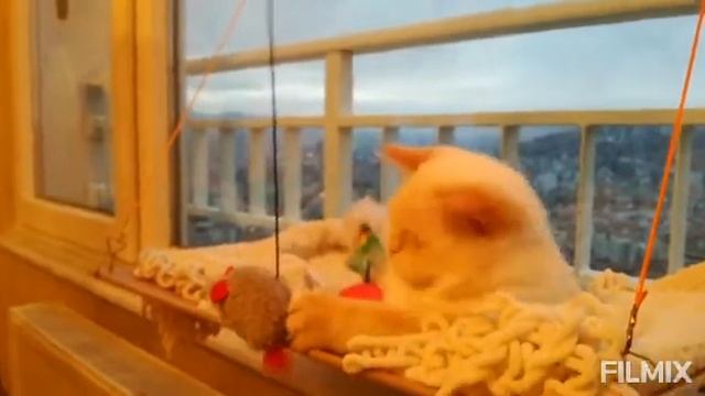 КОТЫ АРИСТОКРАТЫ? смотреть онлайн