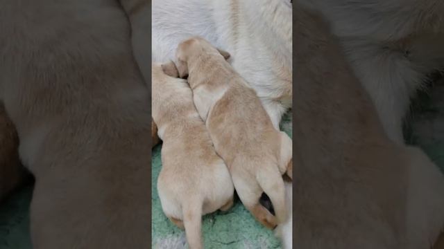 Щенки лабрадора помет БАРЕКС ЛАБ 