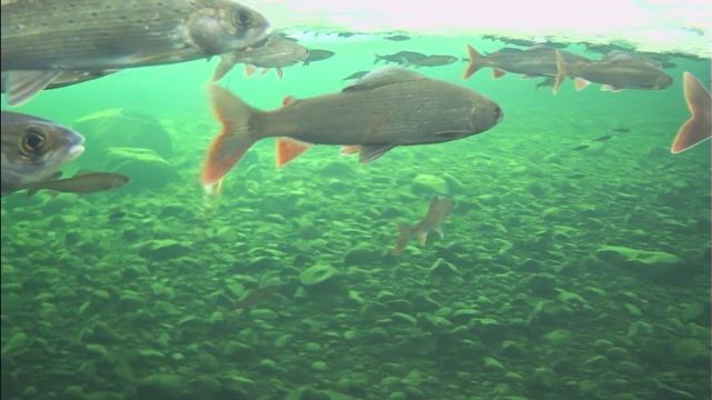 Эвенкия. Хариус на камеру Язь 52 часть 8 смотреть онлайн