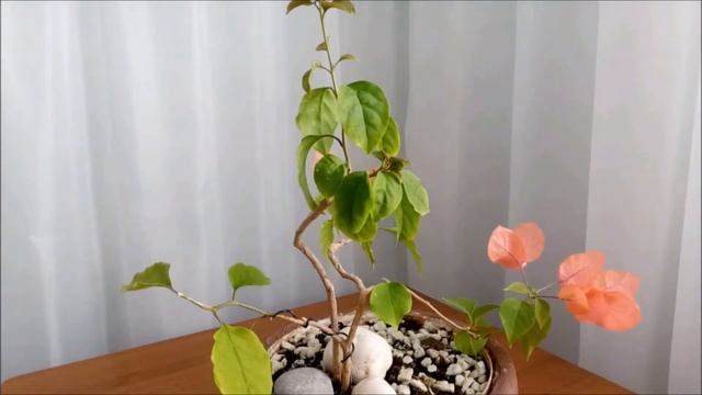 Бугенвиллия / Бугенвилле́я / Bougainvillea #1 январь2022  #Bougainvillea #bonsai  #BonsaiNaBalkone