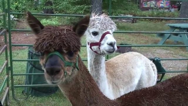 Alpaca Sounds!