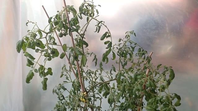 Помидоры в горшке(часть 2). Выращивание помидоров. смотреть онлайн