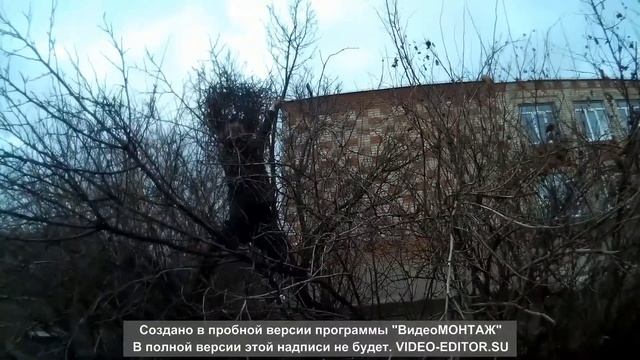 максим украл влог и упал с дерева смотреть онлайн