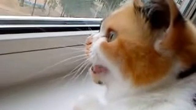 Разговорчивая кошечка (увидела голубя за окном)