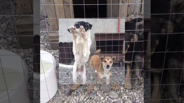 Приют КотоПес смотреть онлайн