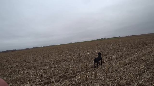 Вышли на зайца,ОХОТА НА ГУСЯ,куропатки