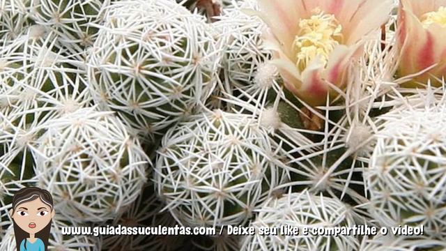 Cactos Pequenos: Quais os Melhores Para Cultivar? смотреть онлайн