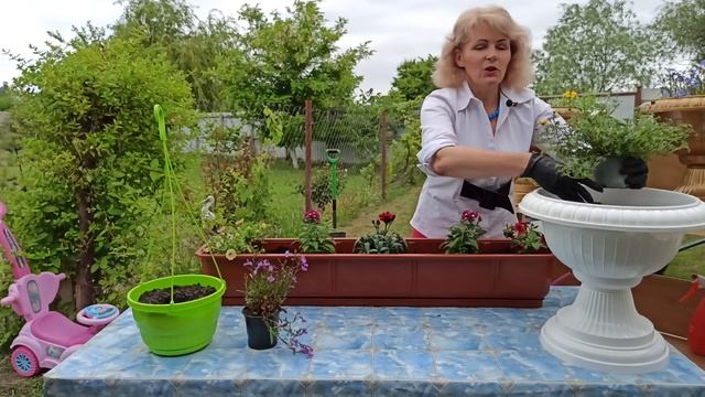 Высадка рассады цветов в кашпо и вазоны смотреть онлайн