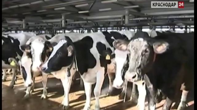 Медведев провел в Усть-Лабинском районе совещание по развитию АПК смотреть онлайн