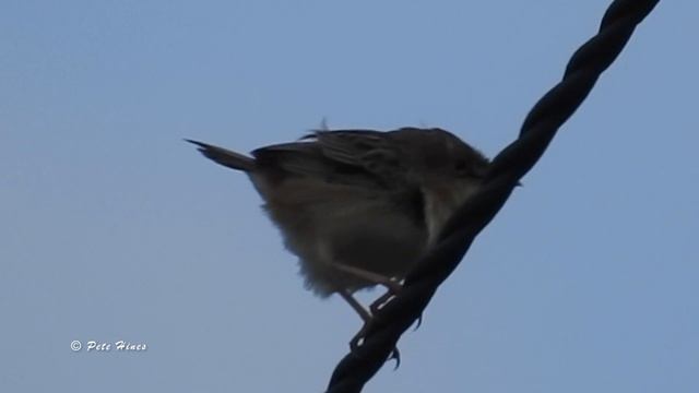 Zitting Cisticola (Cisticola juncidis) смотреть онлайн