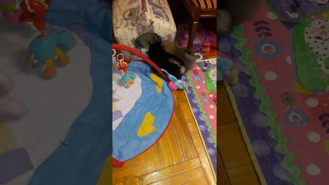 Эти забавные шпицы))) всем нужна одна игрушка😂 смотреть онлайн