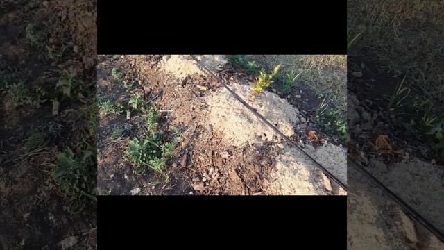 Обзор Плантации Голубики весь 2021 год смотреть онлайн