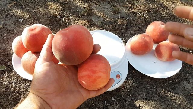 Peach Fidelia !!! ЛУЧШИЕ СОРТА ПЕРСИКА !!! ПЕРСИК ФИДЕЛИЯ !!! смотреть онлайн