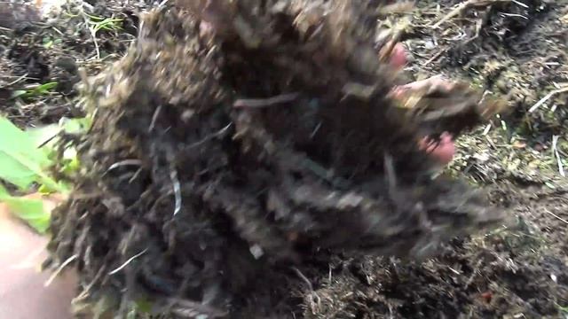 Где копать червей для рыбалки, лучше удобрение на огород смотреть онлайн