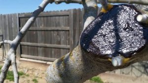 Методы прививки инжира. Fig grafting technics.