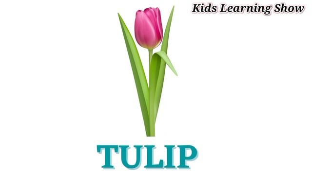 Flowers Name | Flowers Name In English | Flowers Pictures