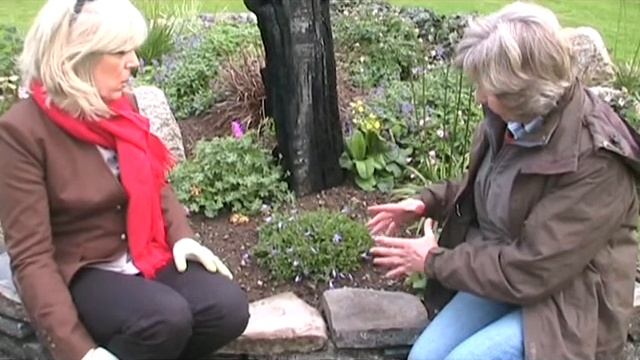 Campanula portenschlagiana syn Campanula muralis смотреть онлайн