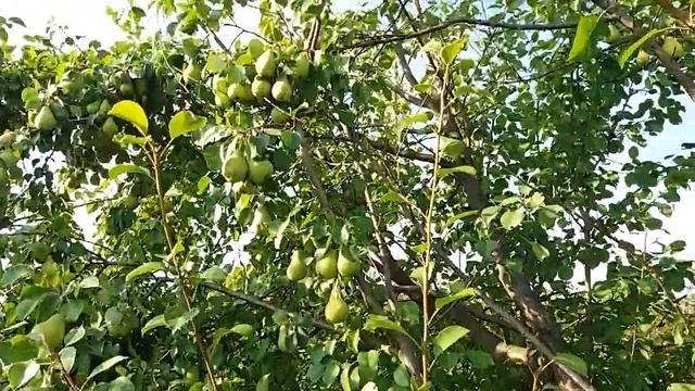 Груша Чижовская, урожай 2021 г, Ижевск, Удмуртия смотреть онлайн