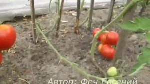 Помидоры открытого грунт