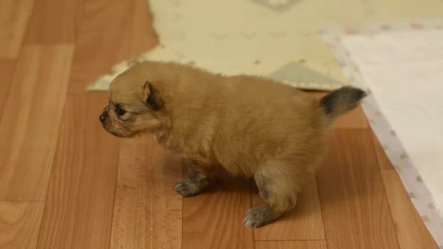 щенок шпица, 26 дней, Шерлок смотреть онлайн