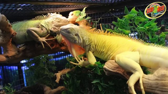 Zoo Med ReptiSun® LED / UVB Terrarium Hoods смотреть онлайн