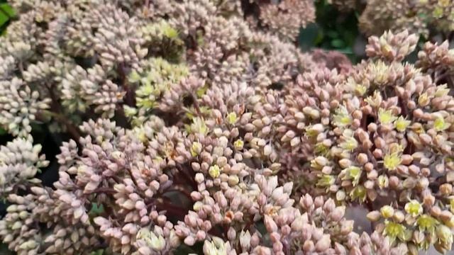 Sedum Telephium 'Seduction Green Yellow'