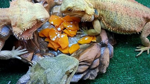 Они не толстые, это ракурс. Обедаем