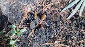 Первоцветы. Иридодиктумы,(луковичные ирисы) ,пролеска ( Сцилла),черный Морозник. #первоцветы